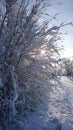 Winter morning, sun, snow ÃÂ·ÃÂ¸ÃÂ¼ÃÂ½ÃÂµÃÂµ, ÃÆÃâÃâ¬ÃÂ¾, ÃÂÃÂ¾ÃÂ»ÃÂ½Ãâ ÃÂµ, ÃÂÃÂ½ÃÂµÃÂ³